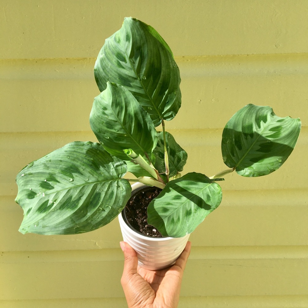 Maranta leuconeura- Green Prayer Plant 4”pot
